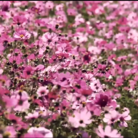 《鲜花绽放》丨首届中国长三角（大纵湖）微电影大赛获奖作品展播