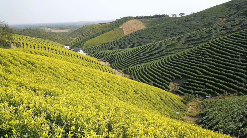 筑十里茶谷，建万亩茶园