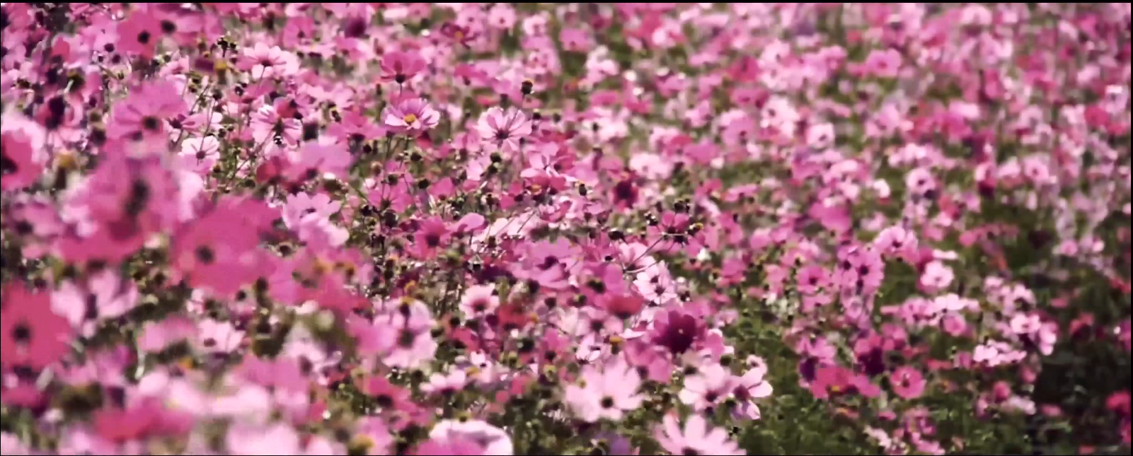 《鲜花绽放》