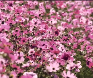 《鲜花绽放》