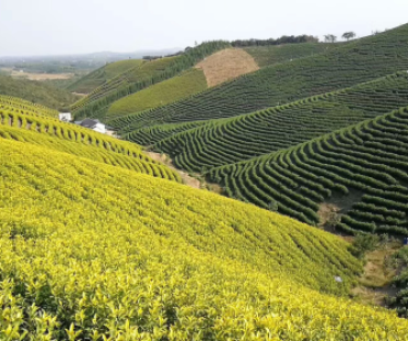 筑十里茶谷，建万亩茶园