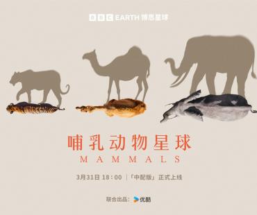 BBC全新纪录片《哺乳动物星球》3月31日独家上线优酷