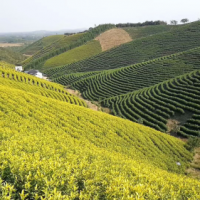筑十里茶谷，建万亩茶园